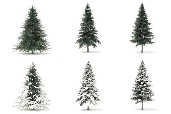 冬季被雪覆盖的针叶树C4D模型