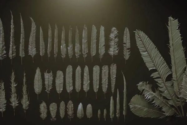 40款高精度雕刻羽毛飞禽类翅膀C4D白模blender模型