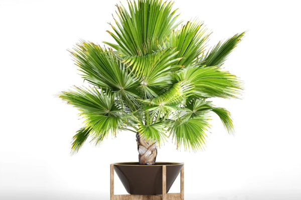 蒲葵盆栽植物3D模型